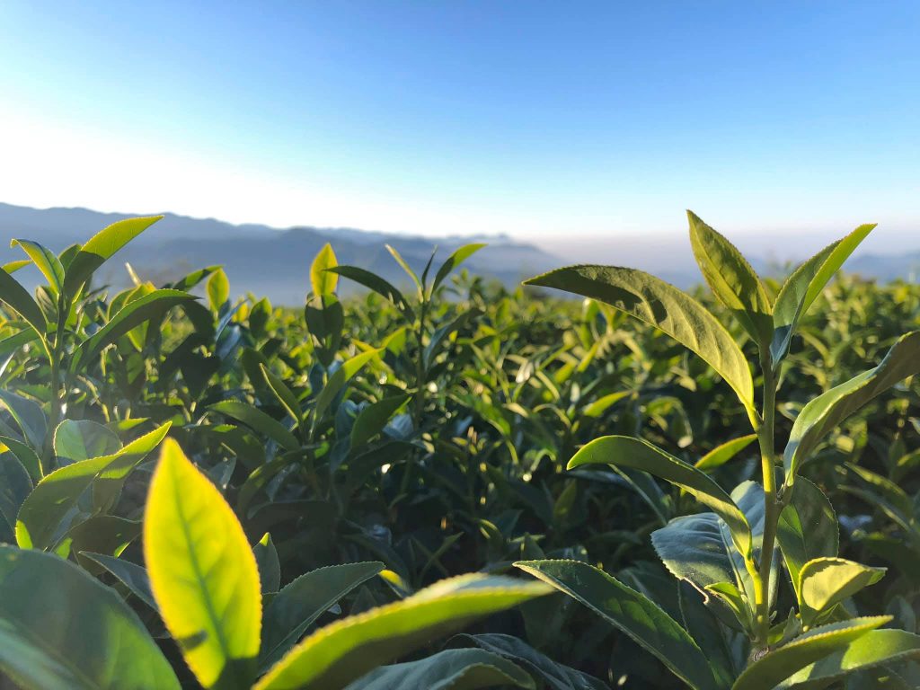 阿里山茶園