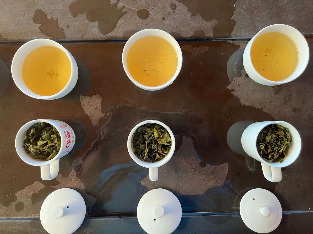 阿里山高山茶茶種