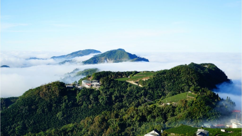 阿里山咖啡介紹